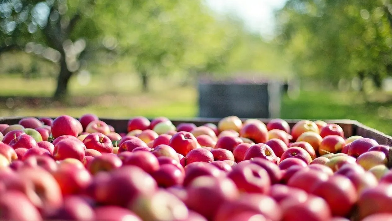 Chicago apples and cider