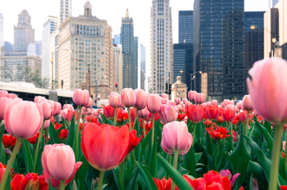 Tulips in Chicago