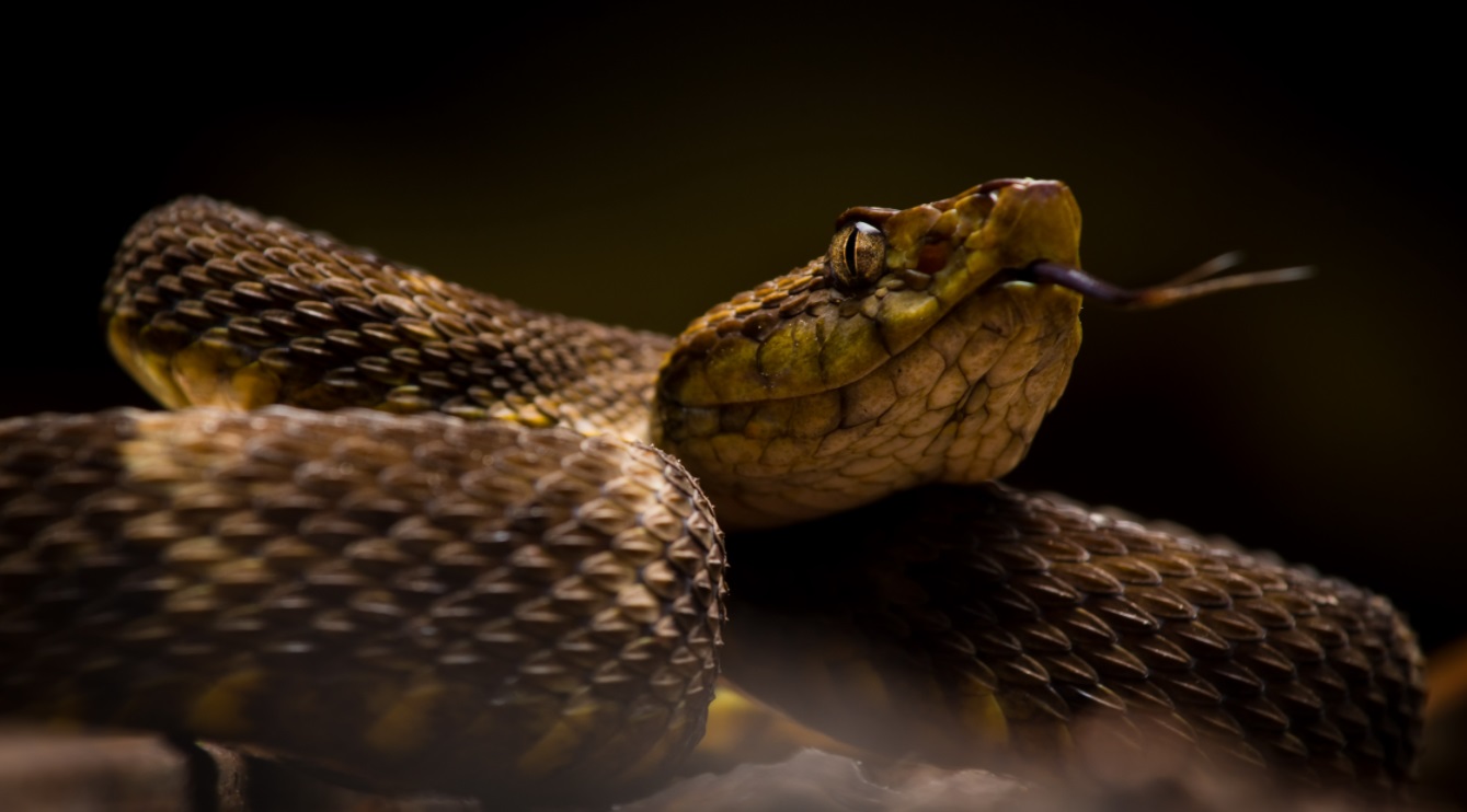 Top Facts About the Fer de Lance Snake